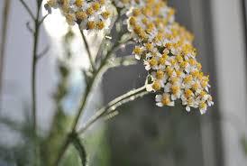Yarrow Plant: Hardy Perennial Herb, White Blooms -3 Starter Plugs or 3.25 Inch Pot