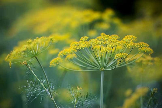 Florence Fennel Plant, Hardy Biennial for Zones 6 to 9, 3.25 Inch Nursery Pot