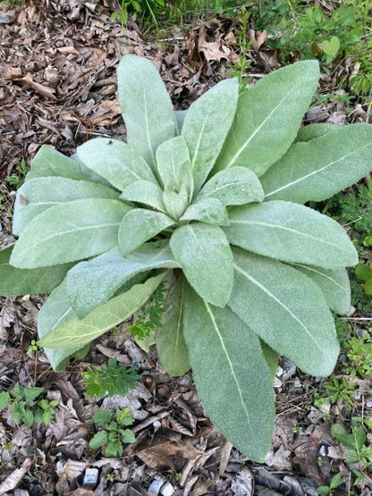 Mullein live plant, 3 Starter Plugs or 3.25 Inch Pot, Verbascum thapsus Perennial, Fuzzy Foliage for Sunny Gardens