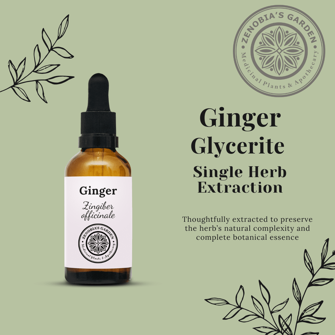 Ginger Glycerite
