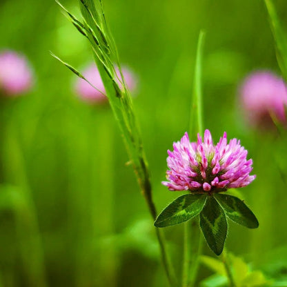 Red Clover Tincture, 1 oz bottle
