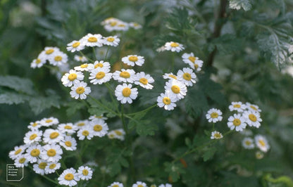 Feverfew Live Plant, 3.25 Inch Pot or Quart Pot, Perennial