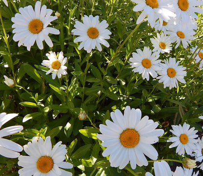 Shasta Daisy Plant, Zone 4 Garden Perennial, 3.25 Inch Pot