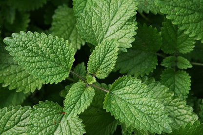 Lemon Balm Plant, 3.5 Inch Pot