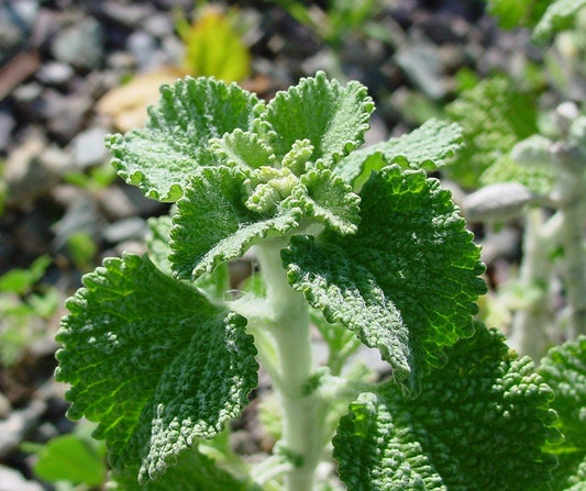 Horehound Live Plant, 3.5 Inch Pot
