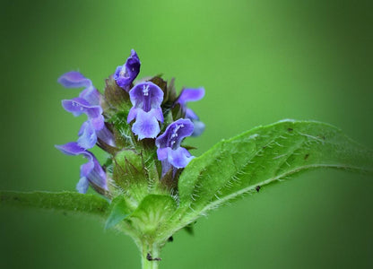 Self Heal Live Starter Plugs (Prunella Vulgaris), 3 Starter Plugs or 3.25 Inch Pot, Perennial plant