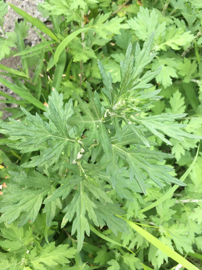 Mugwort Tincture, 1 oz bottle