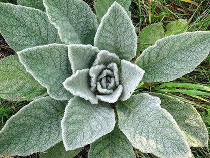 Mullein live plant, 3 Starter Plugs or 3.25 Inch Pot, Verbascum thapsus Perennial, Fuzzy Foliage for Sunny Gardens