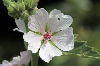 Marshmallow Plant, 3 Starter Plugs,  Althaea officinalis -