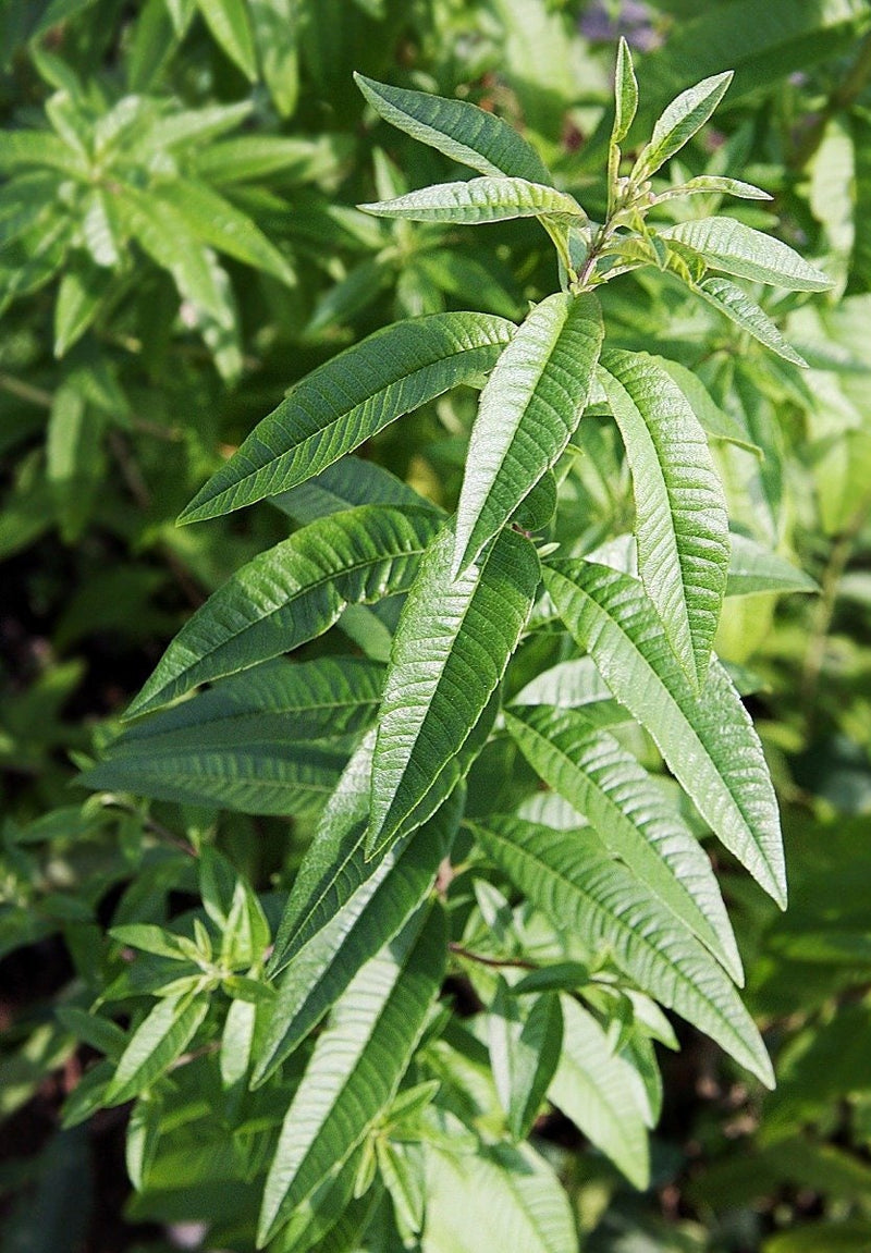 Lemon Verbena Plant, 3 Starter Plugs, Tender Perennial Herb