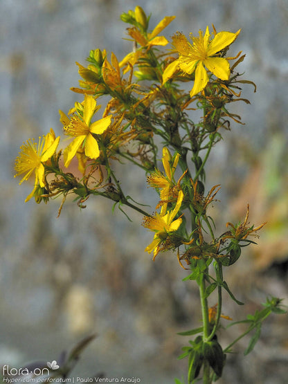 St. John’s Wort Herb Plant, 3 Starter Plugs – Bright Yellow Flowering Perennial