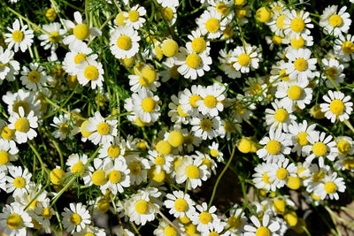 Chamomile Plant (3.5 Inch Pot)