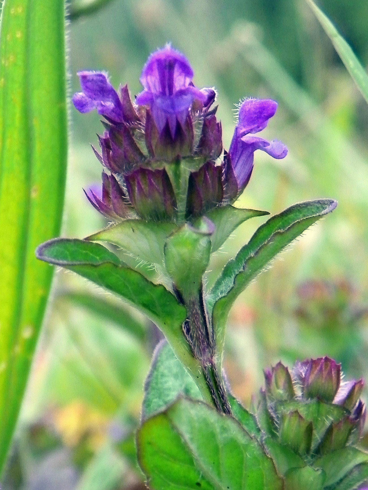 Self Heal Live Starter Plugs (Prunella Vulgaris), 3 Starter Plugs or 3.25 Inch Pot, Perennial plant
