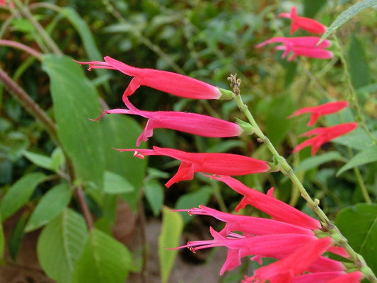 Pineapple Sage Live Plant, 3.5 Inch Pot