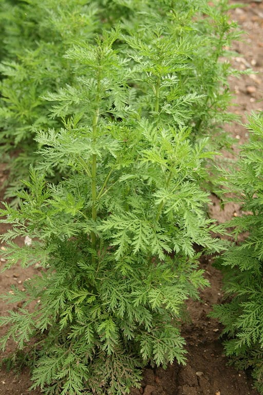Sweet Annie Live Plant, 2.5 Inch Pot