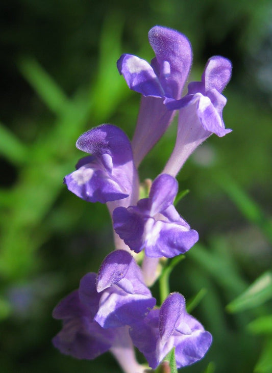 Baical Skullcap (3.25 Inch Pot Size)