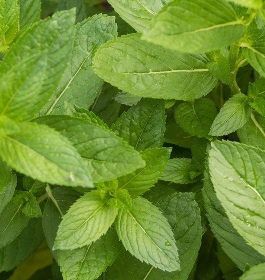 Ginger Mint Live Plant, 3.25 Inch Pot, Organic Potting Mix
