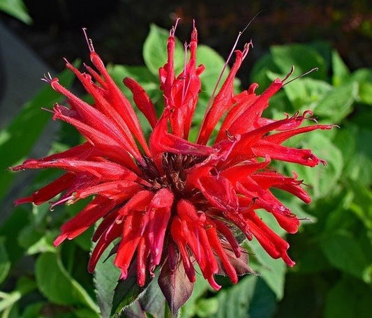Scarlet Bee Balm Live Plant (Monarda didyma), 3.25 Inch Pot