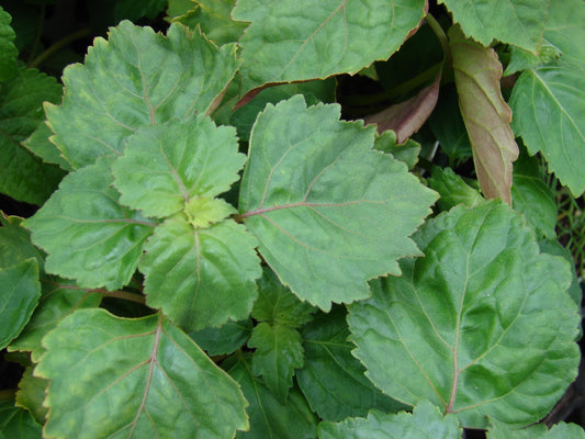 Patchouli Live Plant, 2.5 Inch Pot