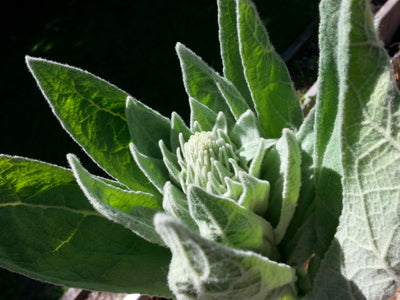 Mullein Live Plant, 3.25 Inch Pot