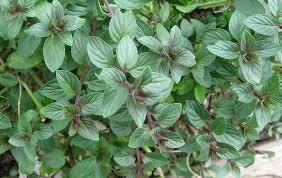 Chocolate Mint Live Plant, 3.25 Inch Pot