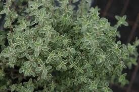 Silver Thyme Live Plant, 3.25 Inch Pot