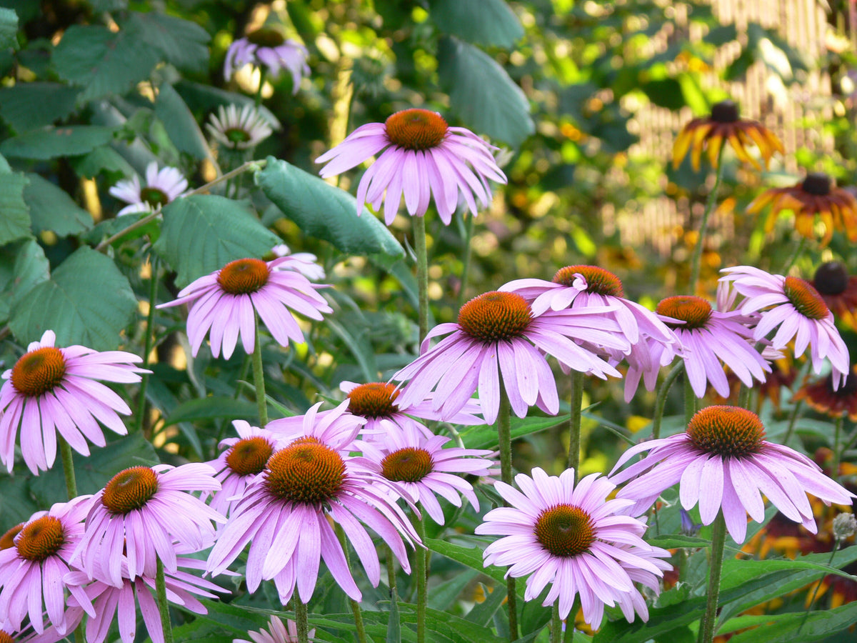 Echinacea Angustifolia Live Plant, 3.5 Inch Pot