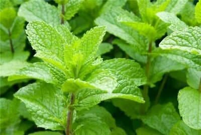 Strawberry Mint Live Plant, 3.25 Inch Pot