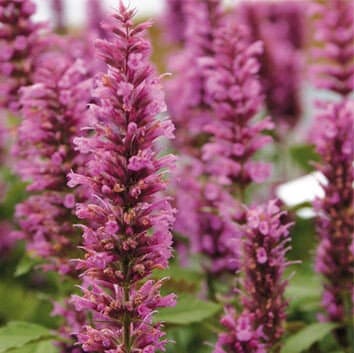 Rose Mint Agastache Live Plant, 3.5 Inch Pot