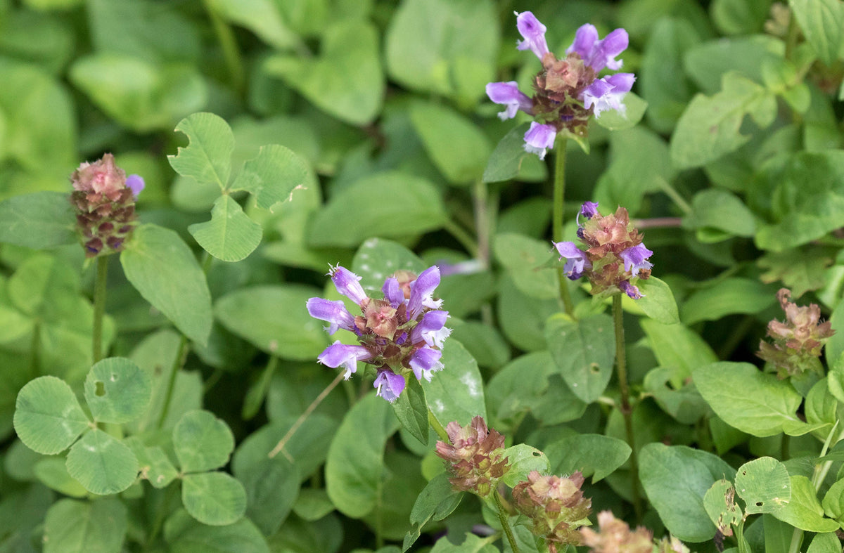 Self Heal Plant, Prunella Vulgaris Starter Plugs, Perennial Herb