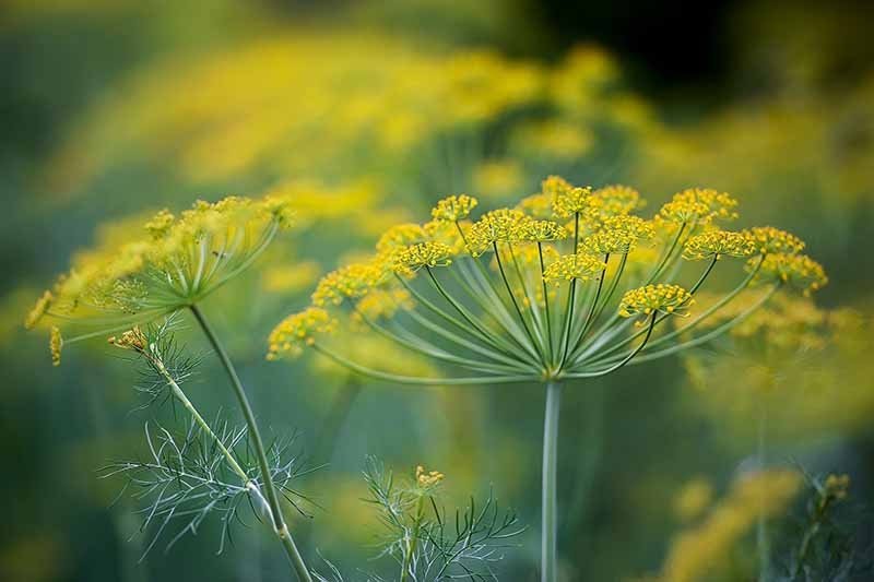 Florence Fennel Plant, 3.5 Inch Pot