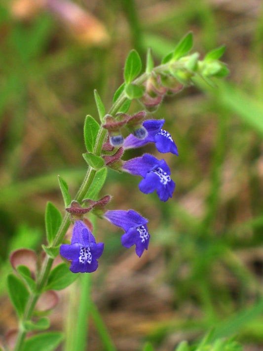 Skullcap Barbat Plant, 3.25 Inch Pot