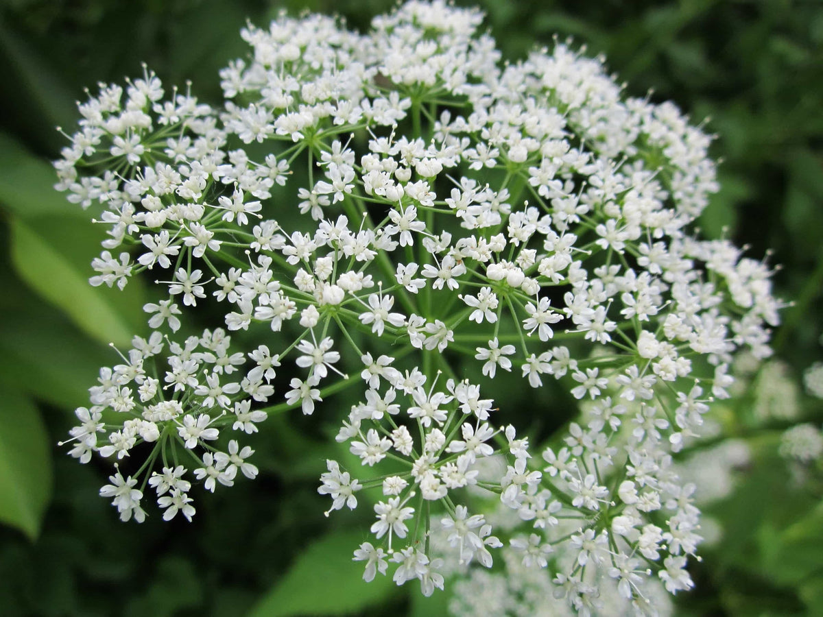 Delicate white lace-like flower head, organic plant starter plugs for fragrant flowering perennial valerian