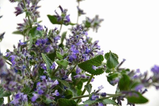 Catnip (Nepeta cataria) – Live Starter Plugs (3 Plugs) – Perennial Herb