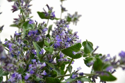Catnip (Nepeta cataria) – Live Starter Plugs (3 Plugs) – Perennial Herb