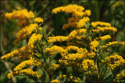 Goldenrod Live Plant, 3.25 Inch Pot, Organic Potting Mix, Herbal plant gift