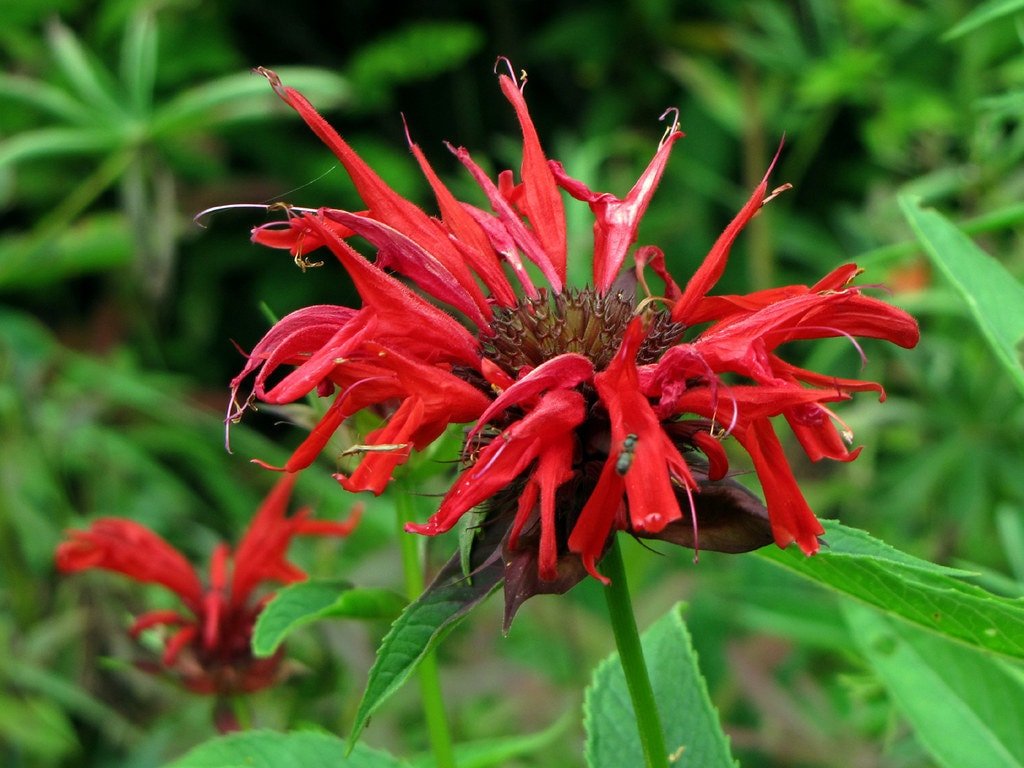 Scarlet Bee Balm Live Plant (Monarda didyma), 3.25 Inch Pot