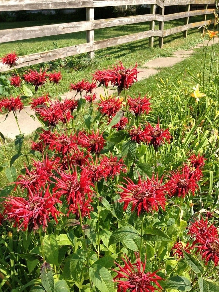 Scarlet Bee Balm Live Plant (Monarda didyma), 3.25 Inch Pot