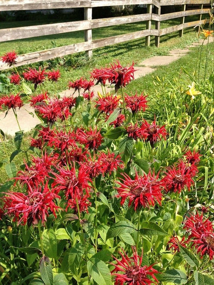 Scarlet Bee Balm Live Plant (Monarda didyma), 3.25 Inch Pot