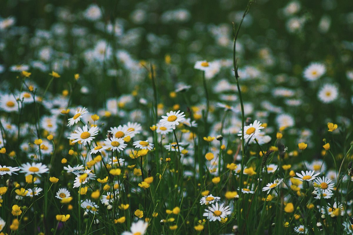Wide meadow of blooming Roman chamomile plant at dusk, low spreading perennial herb for a charming cottage garden