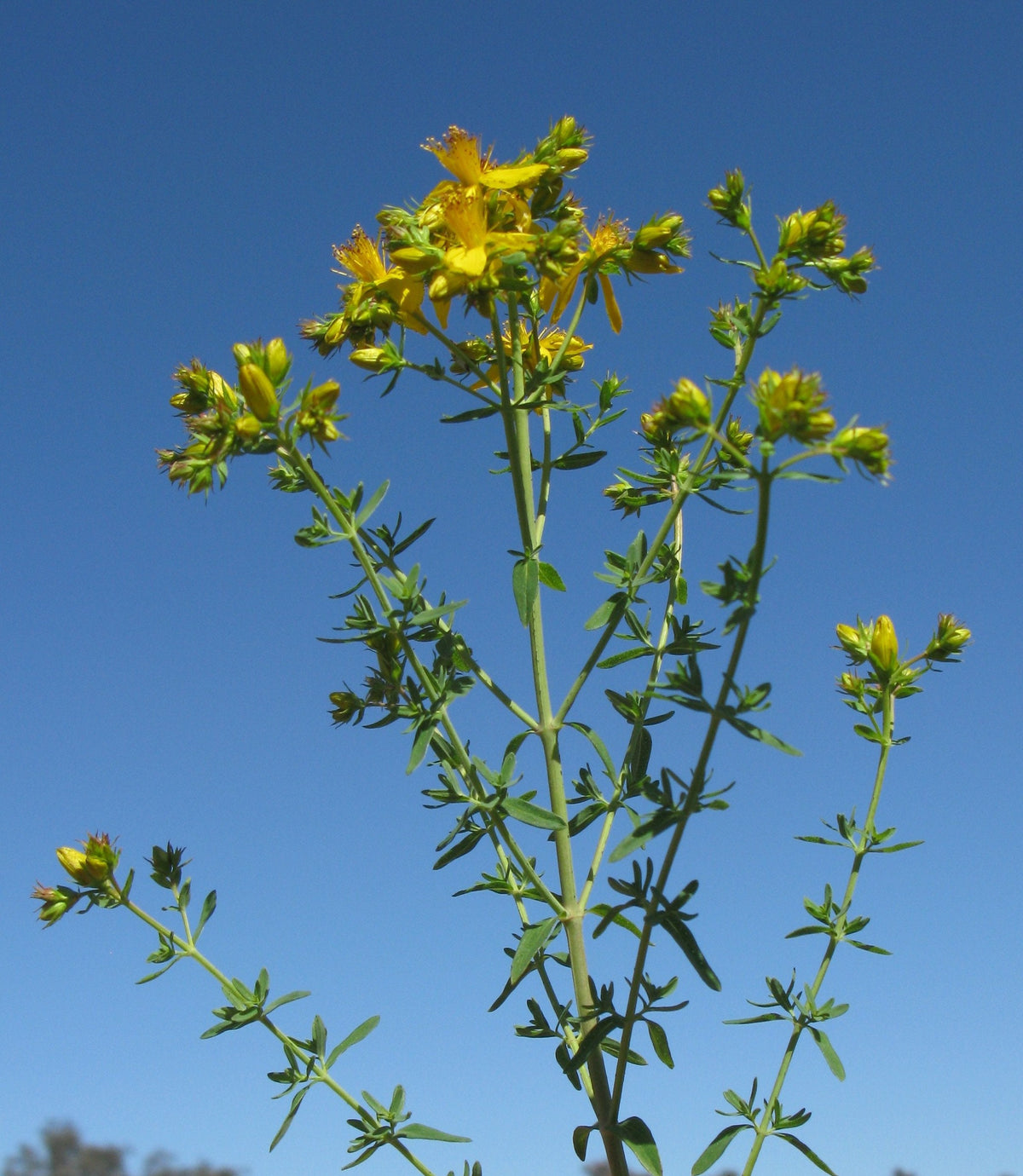 St Johns Wort Plant, Hardy Perennial Herb, Yellow Summer Blooms, 3.25 Inch Pot