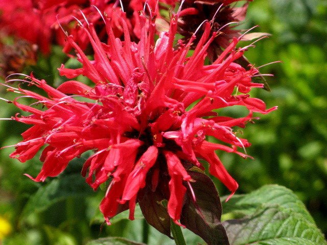 Scarlet Bee Balm Live Plant (Monarda didyma), 3.25 Inch Pot
