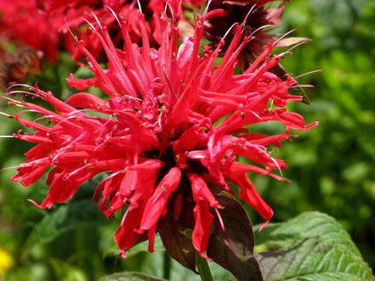 Scarlet Bee Balm Live Plant (Monarda didyma), 3.25 Inch Pot