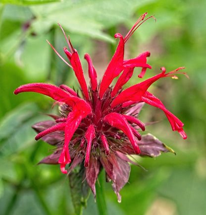 Scarlet Bee Balm Live Plant (Monarda didyma), 3.25 Inch Pot