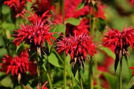Scarlet Bee Balm Live Plant (Monarda didyma), 3.25 Inch Pot