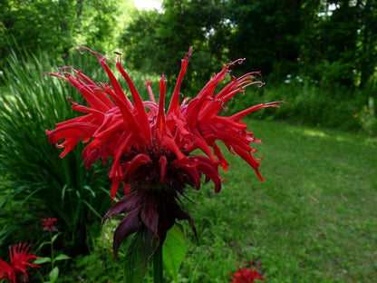 Scarlet Bee Balm Live Plant (Monarda didyma), 3.25 Inch Pot