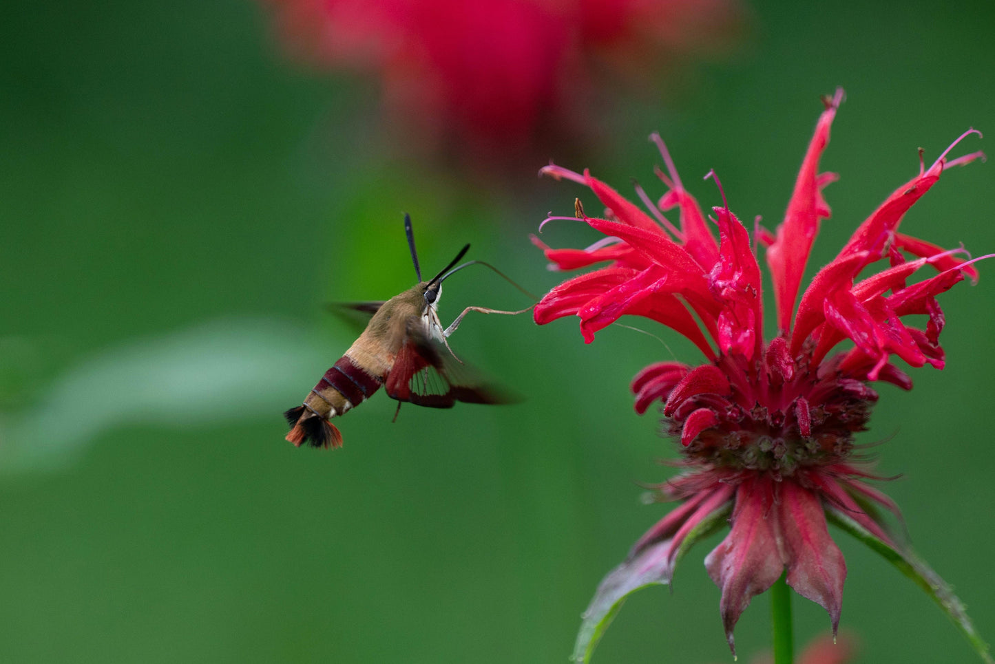 Scarlet Bee Balm Live Plant (Monarda didyma), 3.25 Inch Pot