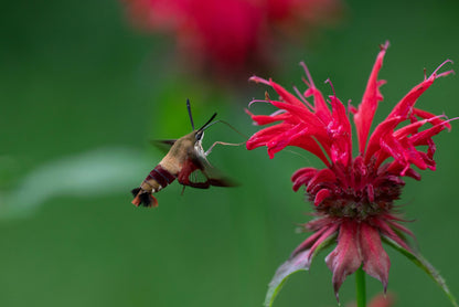 Scarlet Bee Balm Live Plant (Monarda didyma), 3.25 Inch Pot