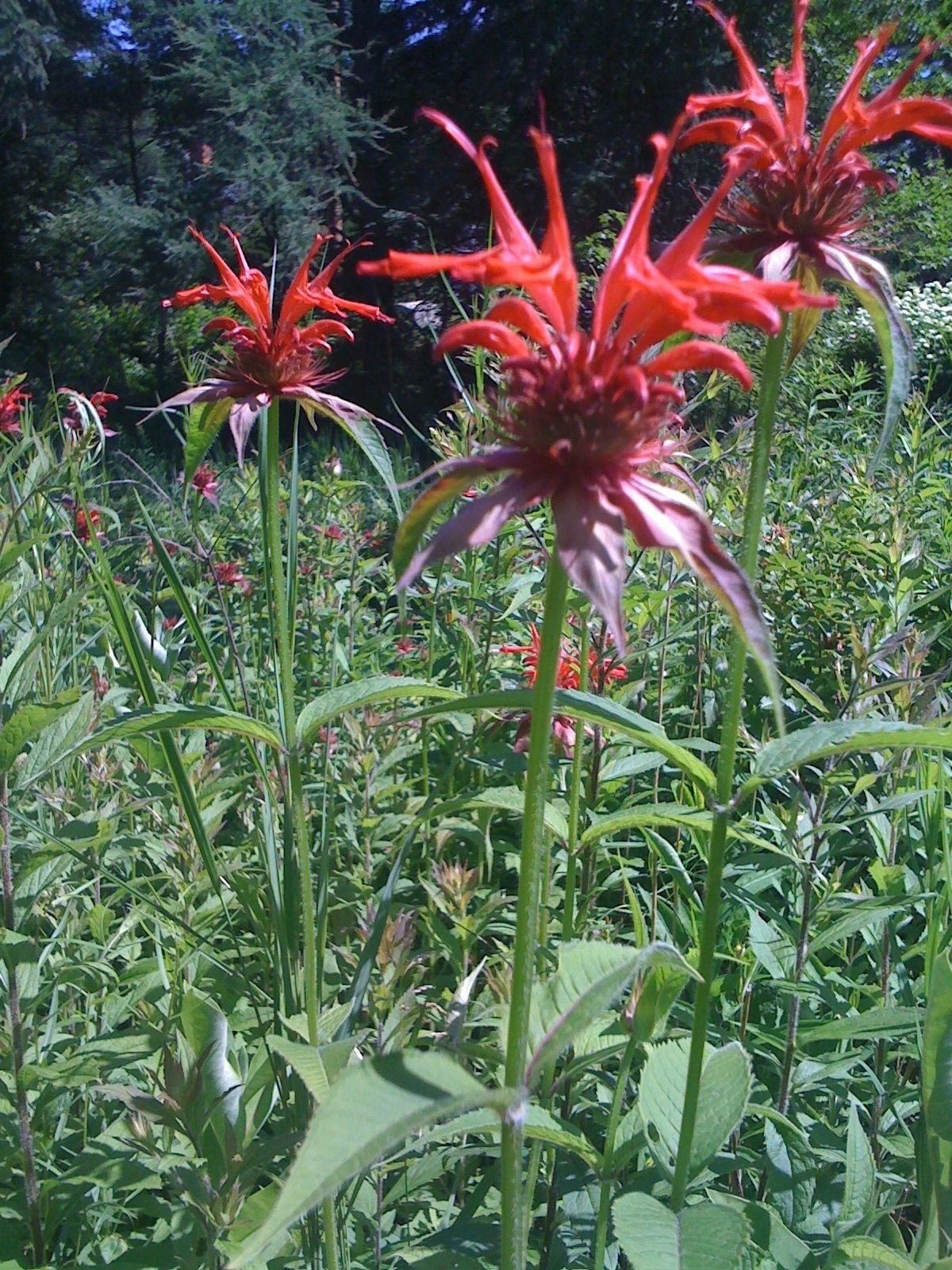 Scarlet Bee Balm Live Plant (Monarda didyma), 3.25 Inch Pot