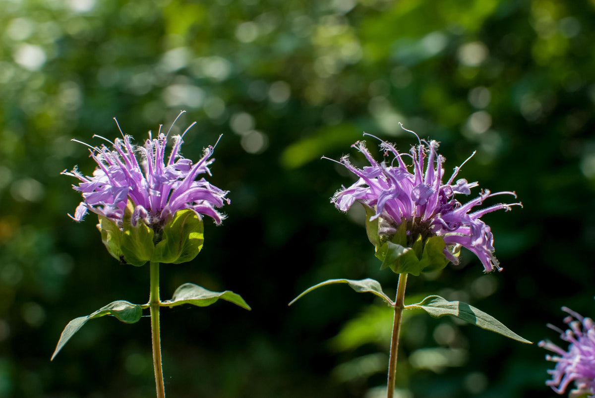Wild Bergamot Plant, Monarda fistulosa perennial, pollinator garden, 3 starter plugs for Zones 3 to 9